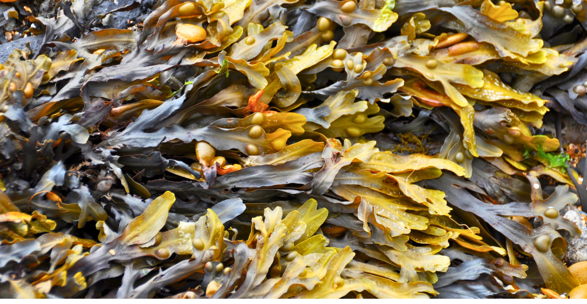 Seaweed